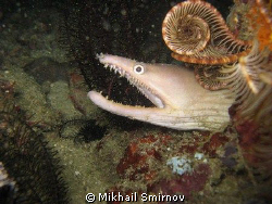 "How's my new hairstyle?" 
(moray eel and feather starfish) by Mikhail Smirnov 